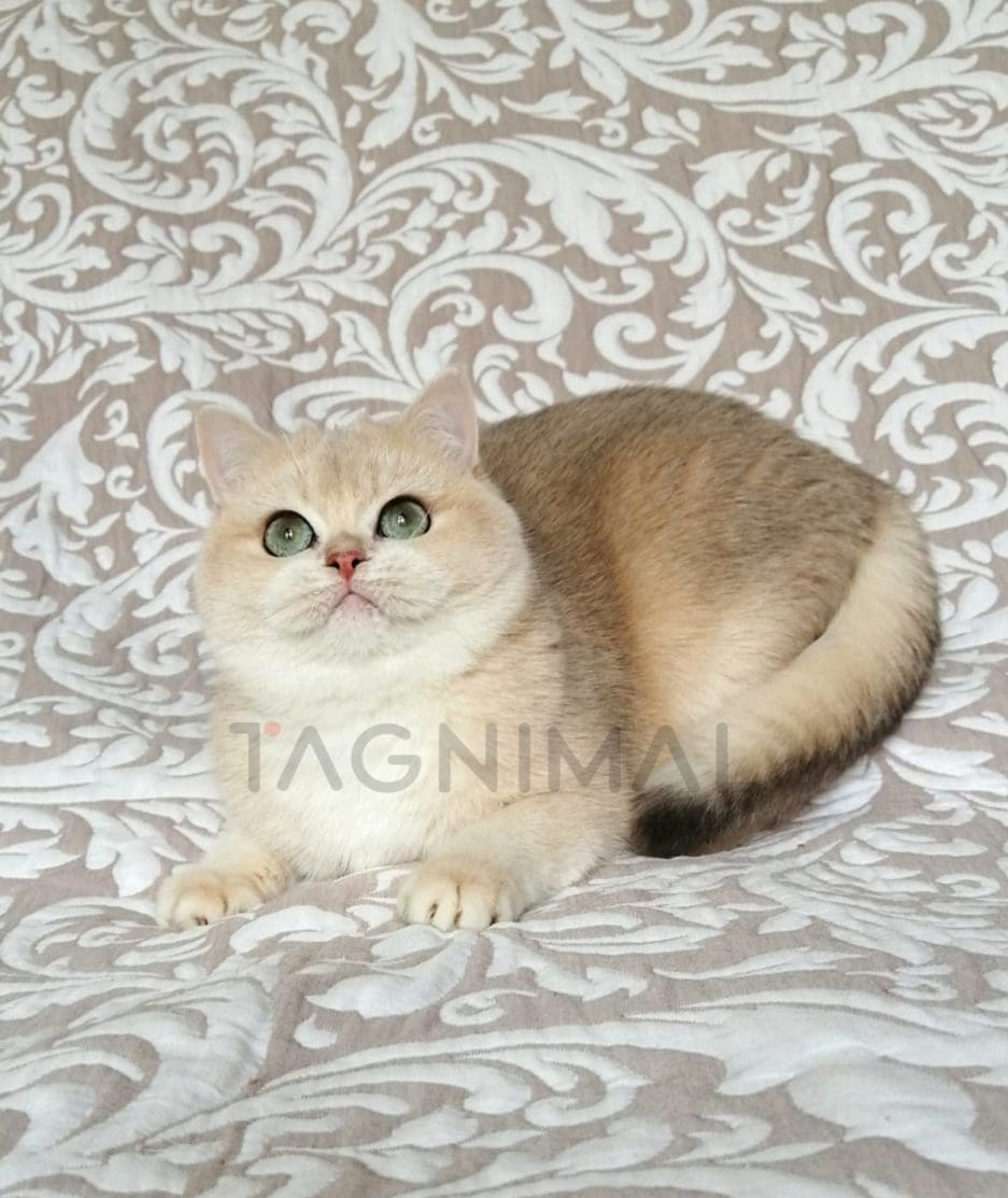 British Shorthair kitten for sale, cat for sale at Tagnimal