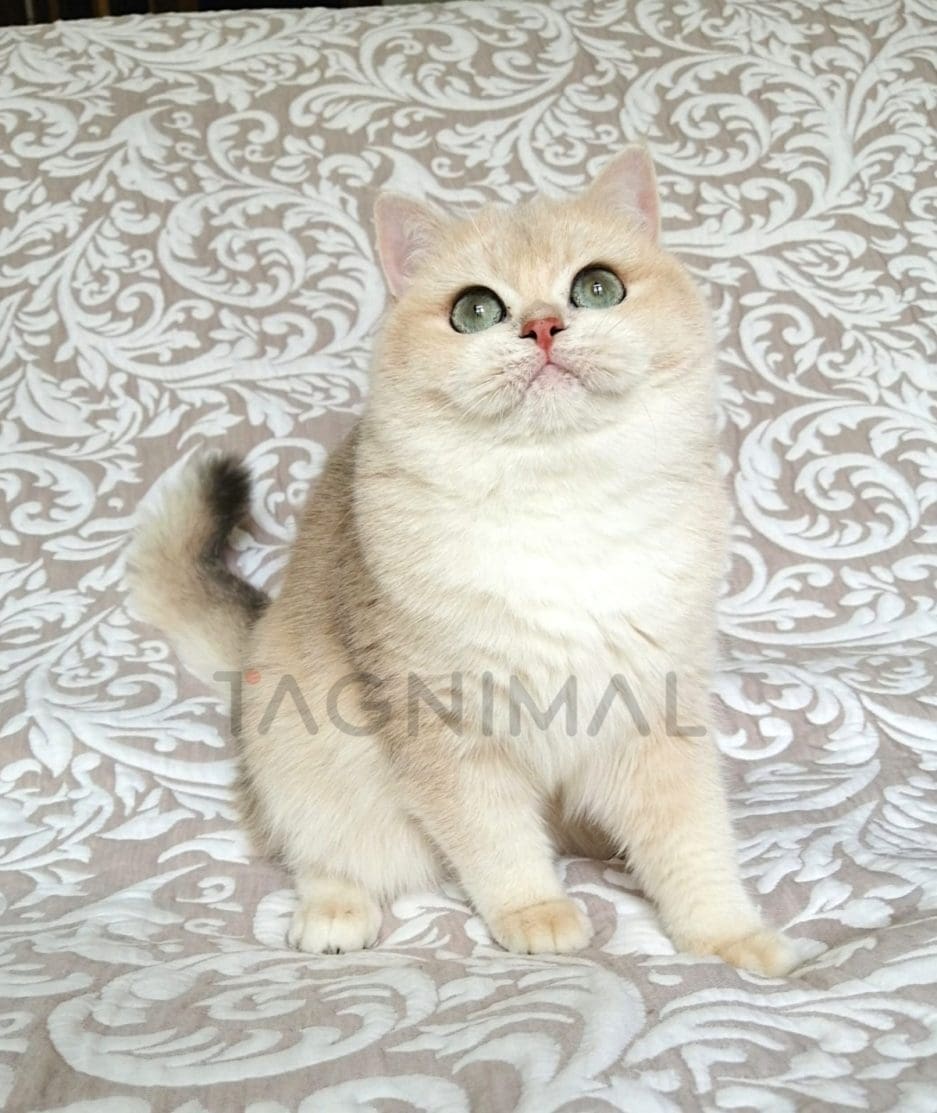 British Shorthair kitten for sale, cat for sale at Tagnimal