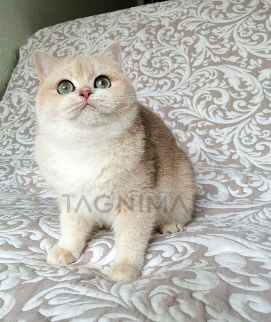 British Shorthair kitten for sale, cat for sale at Tagnimal