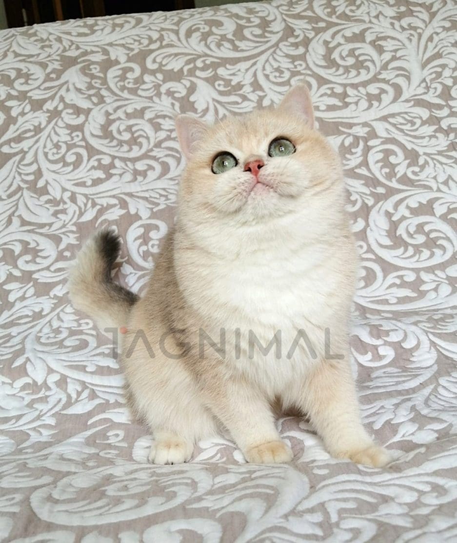 British Shorthair kitten for sale, cat for sale at Tagnimal