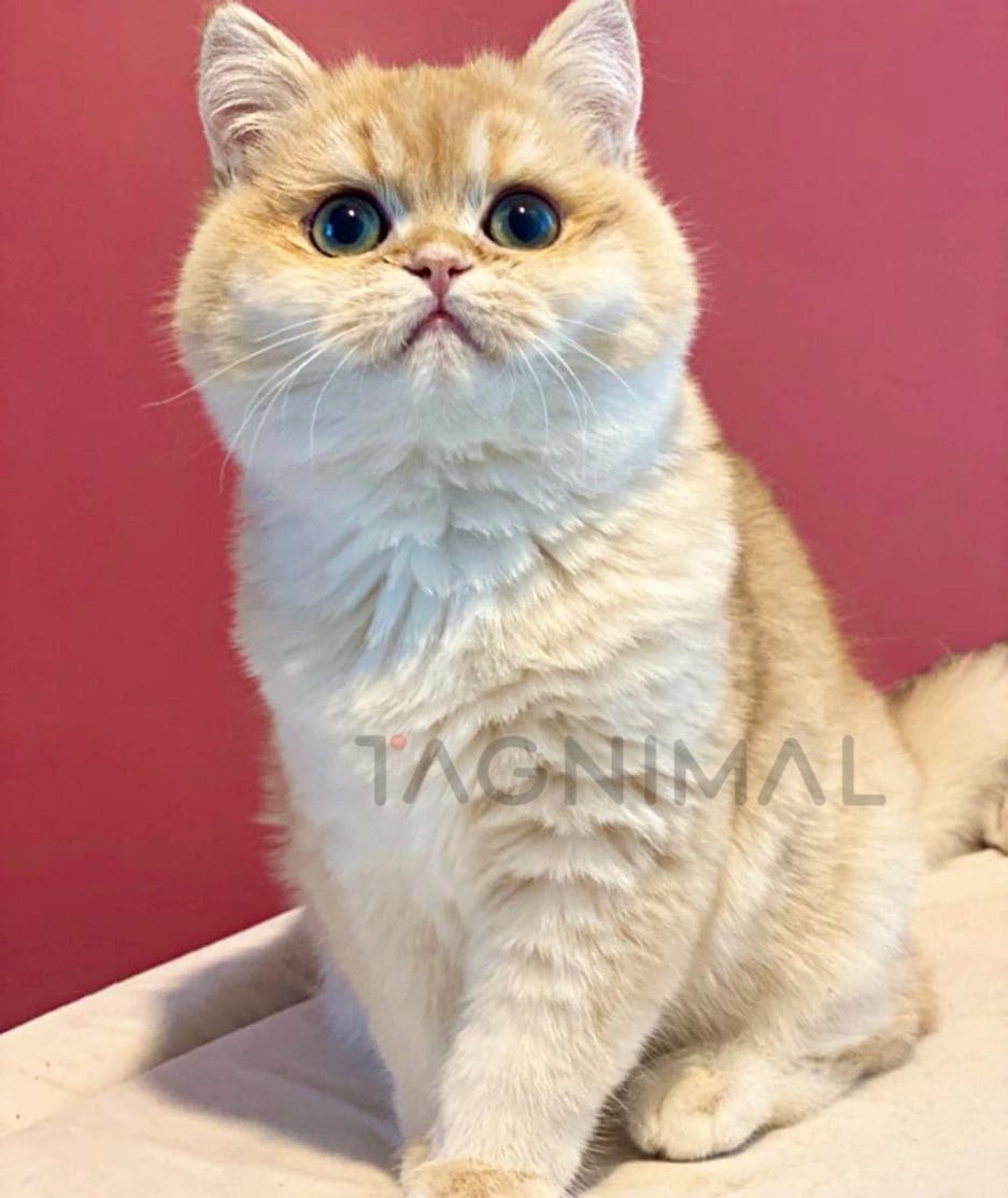 British Shorthair kitten for sale, cat for sale at Tagnimal