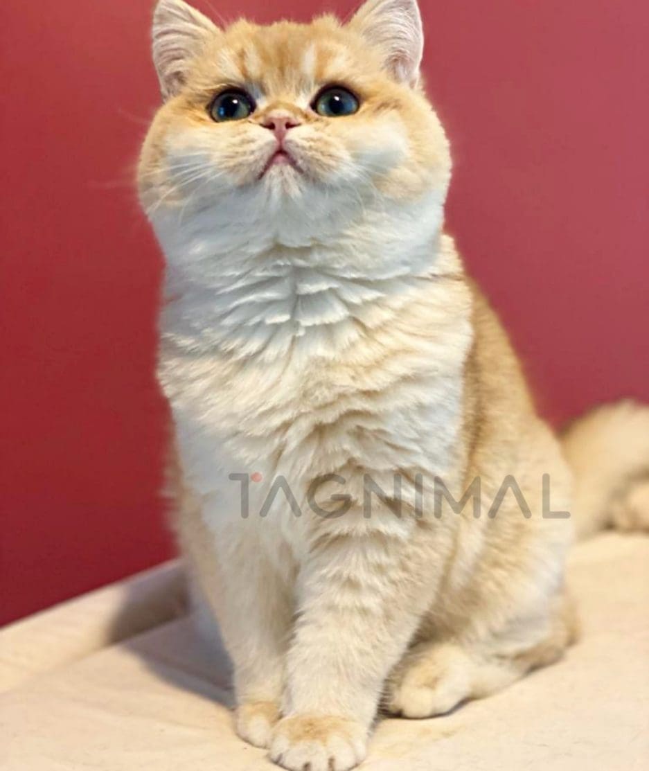 British Shorthair kitten for sale, cat for sale at Tagnimal