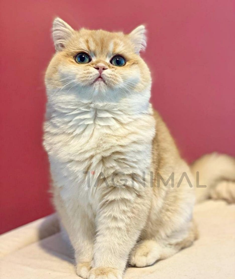 British Shorthair kitten for sale, cat for sale at Tagnimal