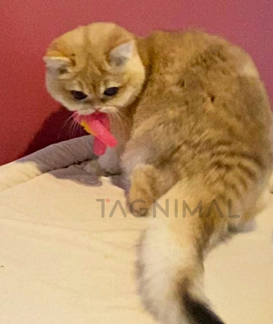 British Shorthair kitten for sale, cat for sale at Tagnimal