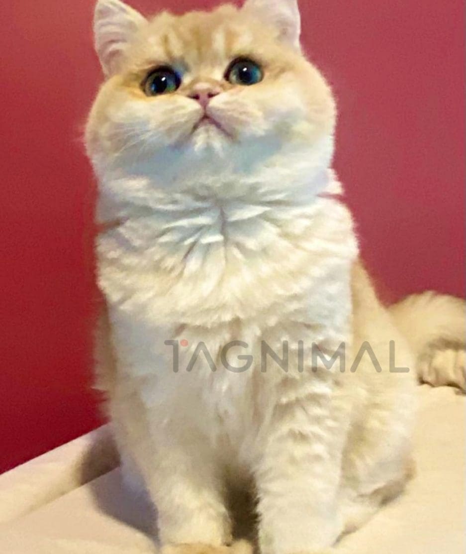 British Shorthair kitten for sale, cat for sale at Tagnimal