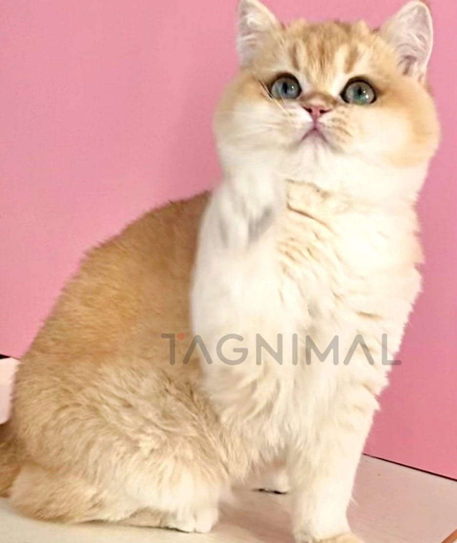 British Shorthair kitten for sale, cat for sale at Tagnimal