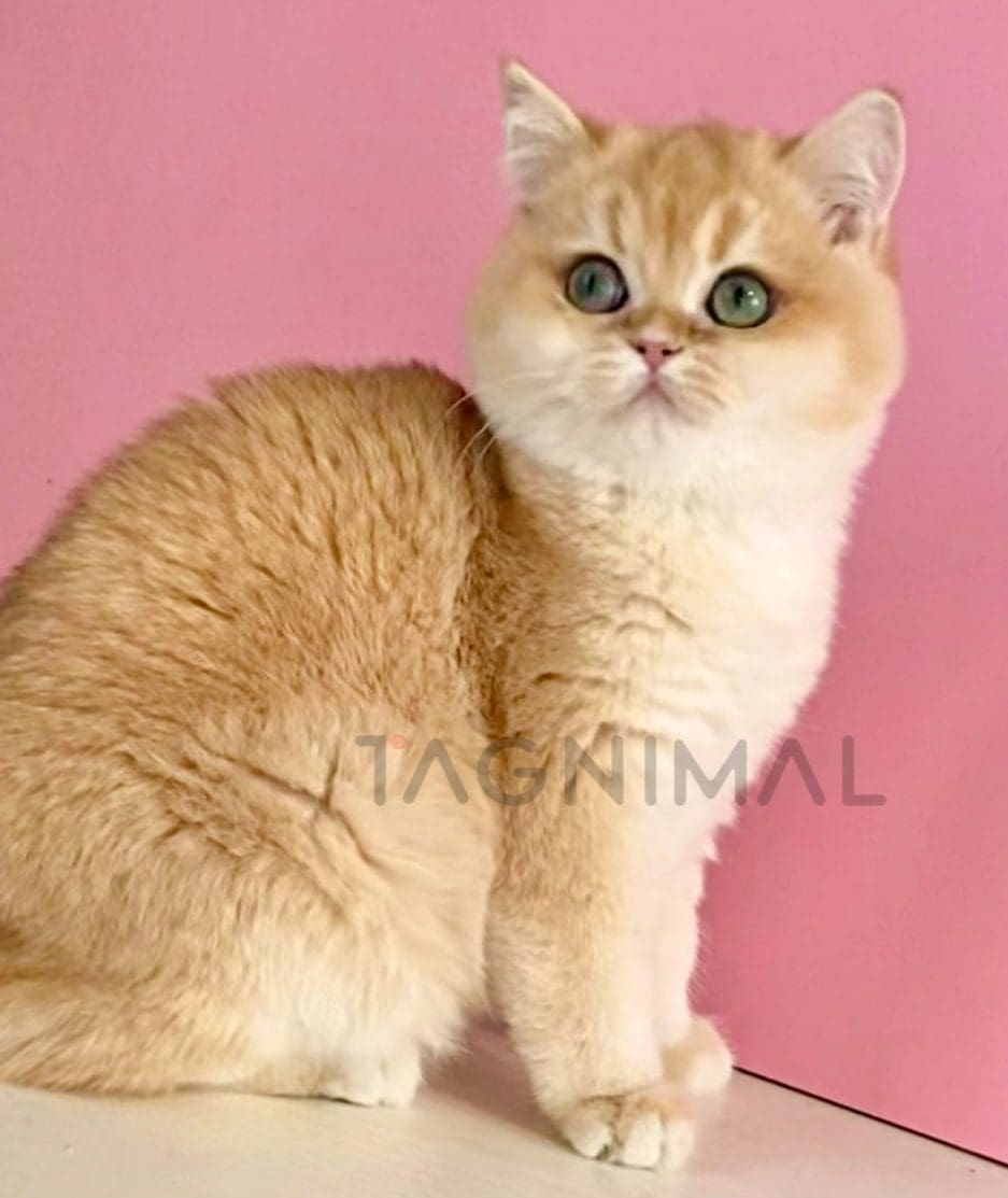 British Shorthair kitten for sale, cat for sale at Tagnimal