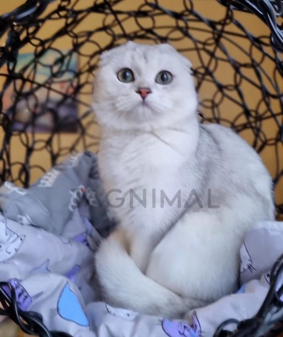 Scottish fold kitten for sale, cat for sale at Tagnimal