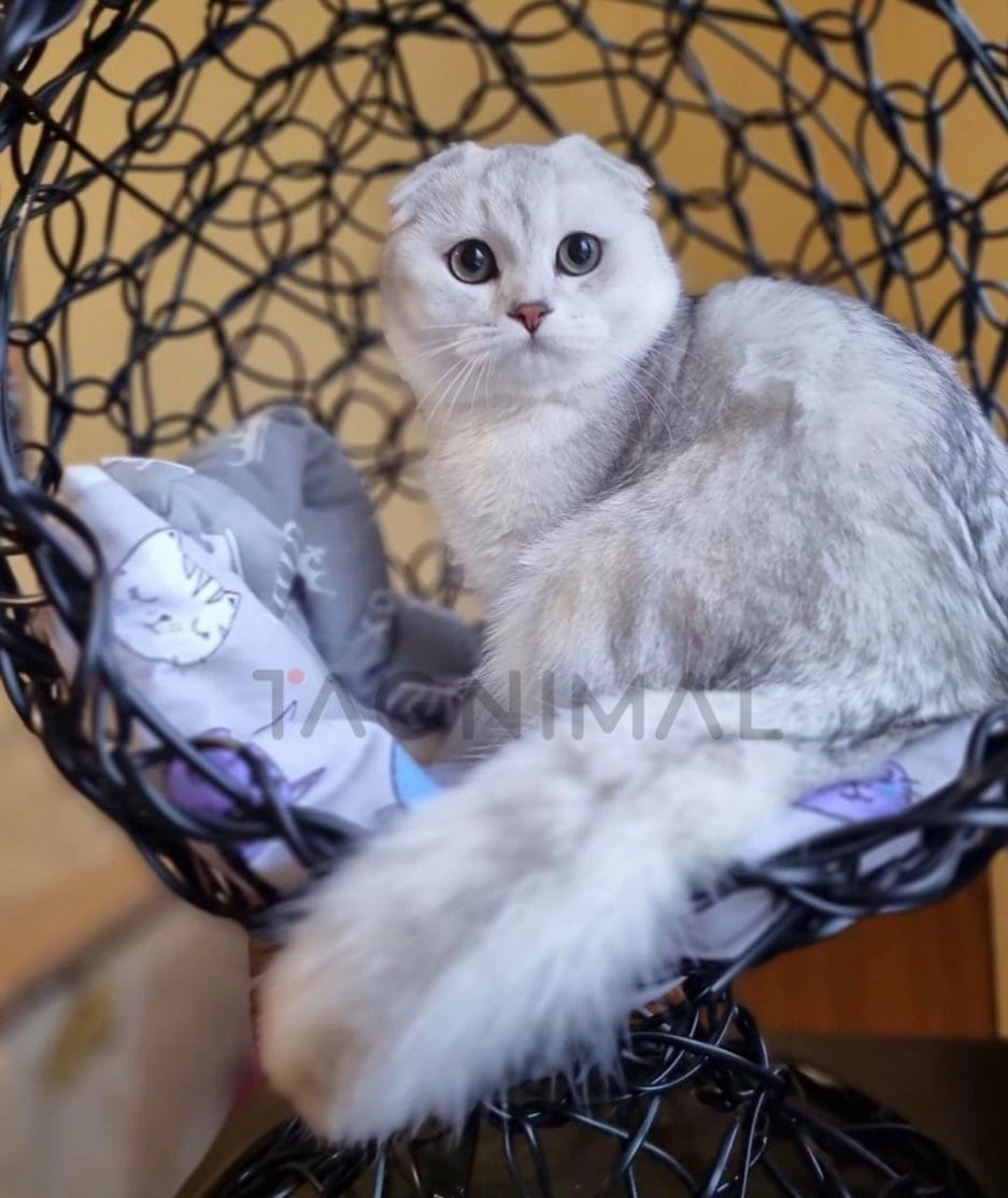 Scottish fold kitten for sale, cat for sale at Tagnimal