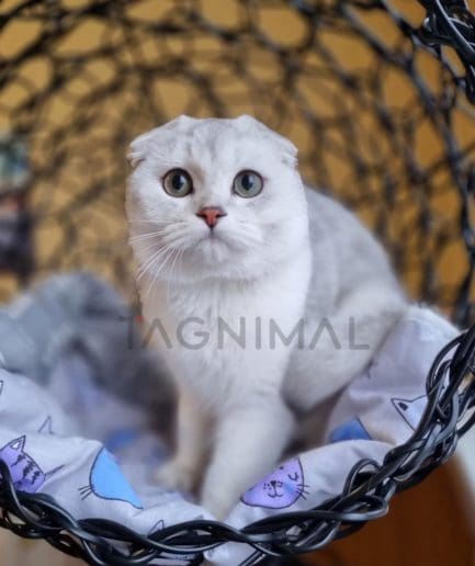 Scottish fold kitten for sale, cat for sale at Tagnimal