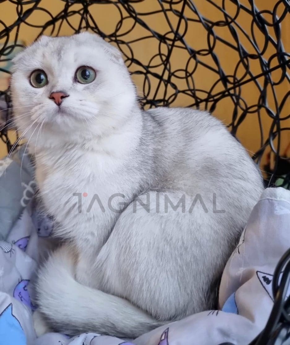 Scottish fold kitten for sale, cat for sale at Tagnimal