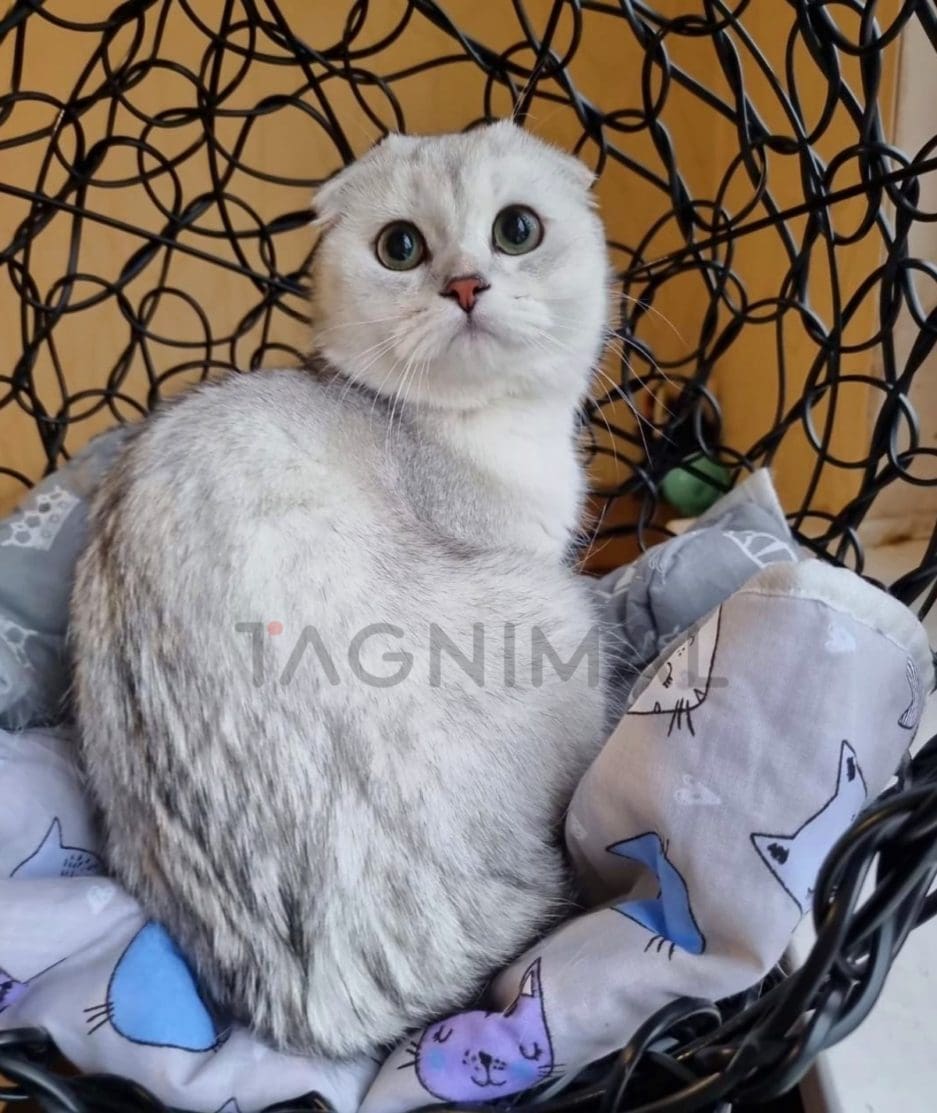 Scottish fold kitten for sale, cat for sale at Tagnimal