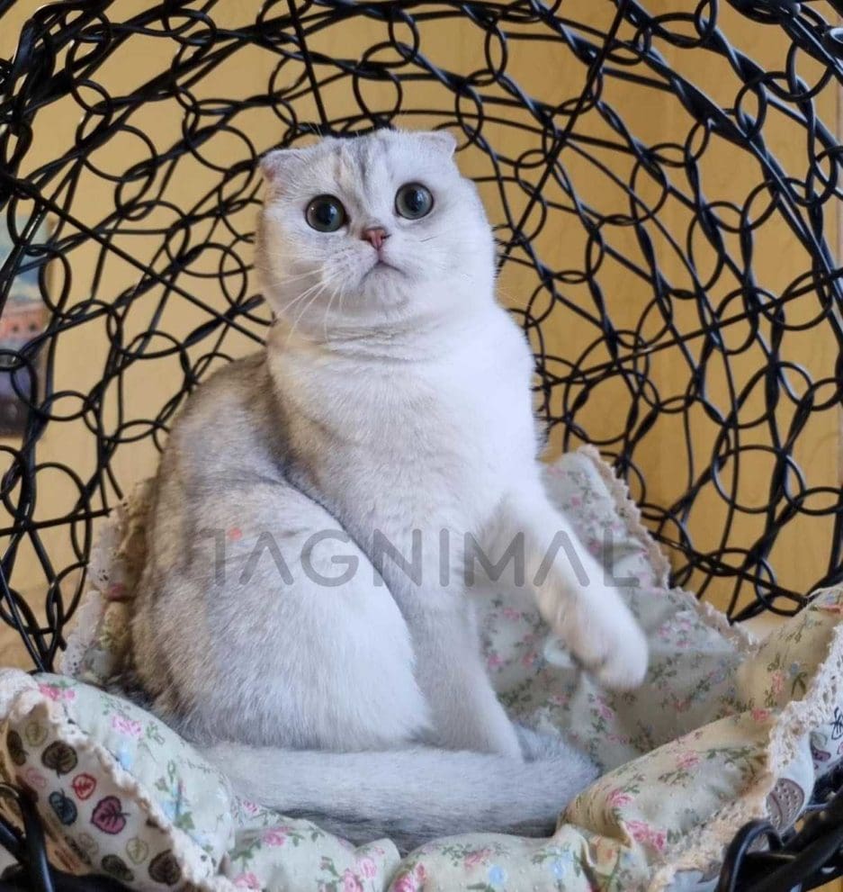 Scottish fold kitten for sale, cat for sale at Tagnimal