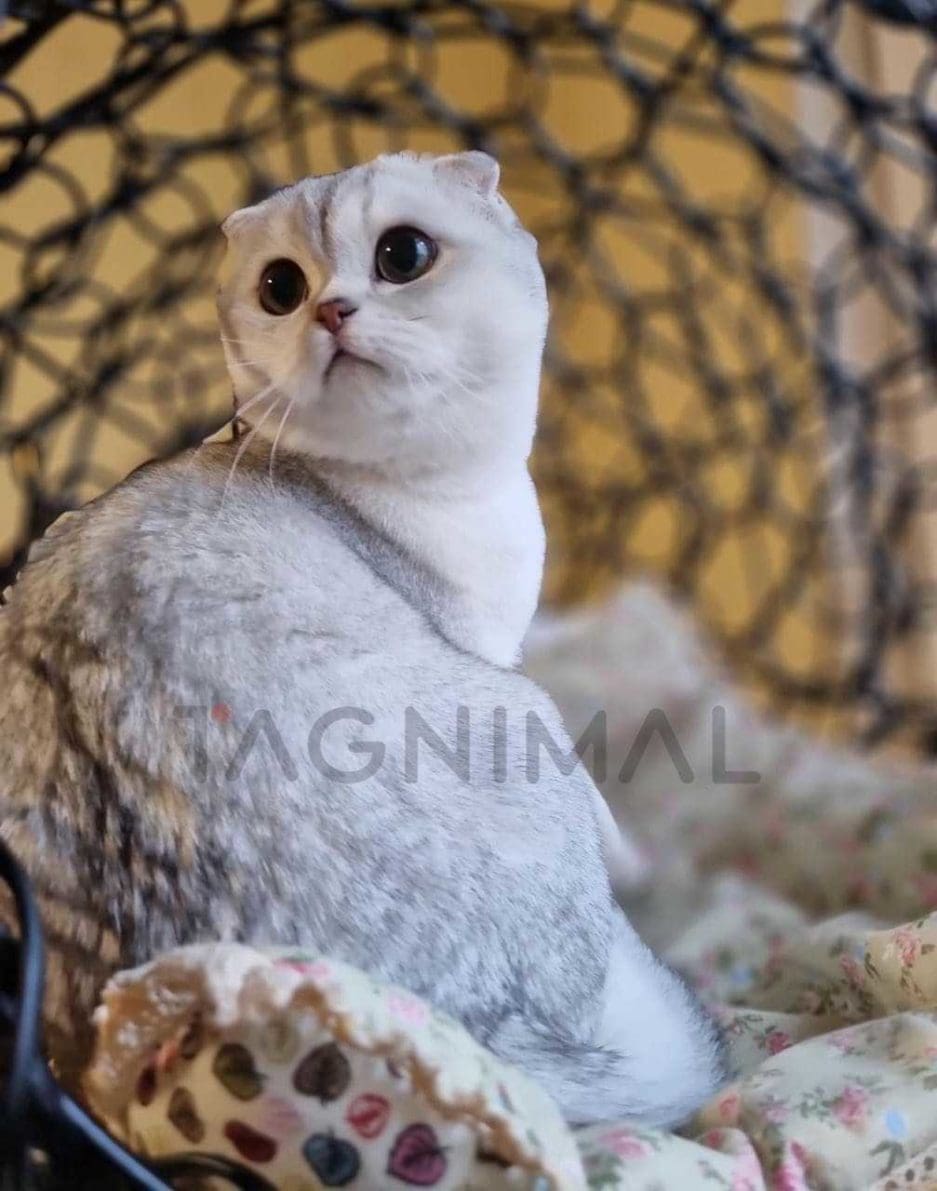 Scottish fold kitten for sale, cat for sale at Tagnimal