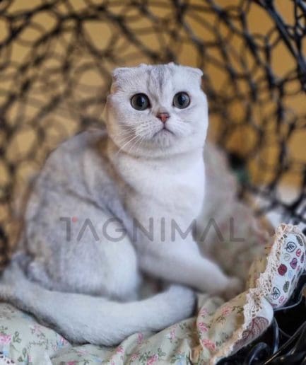 Scottish fold kitten for sale, cat for sale at Tagnimal