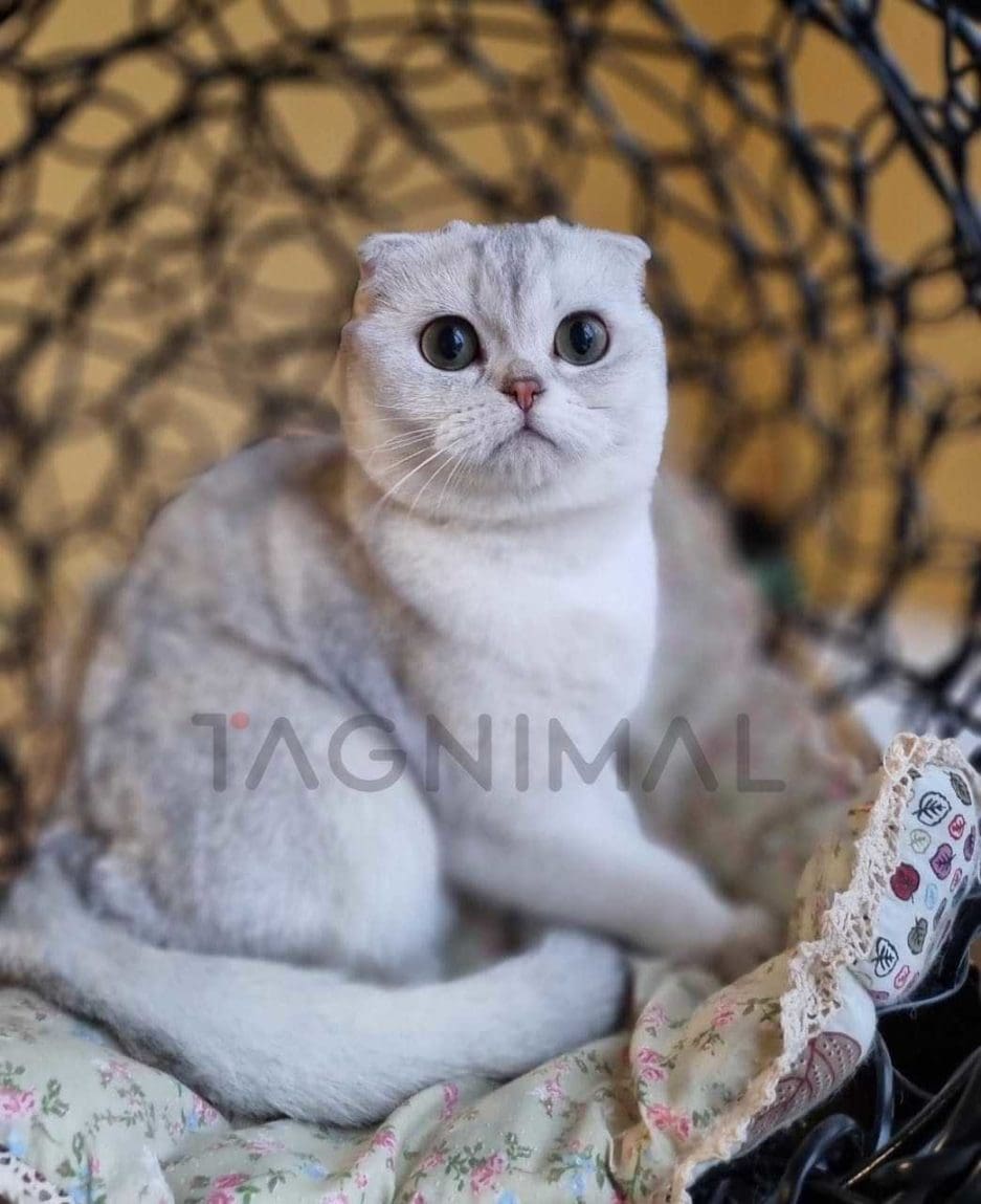 Scottish fold kitten for sale, cat for sale at Tagnimal