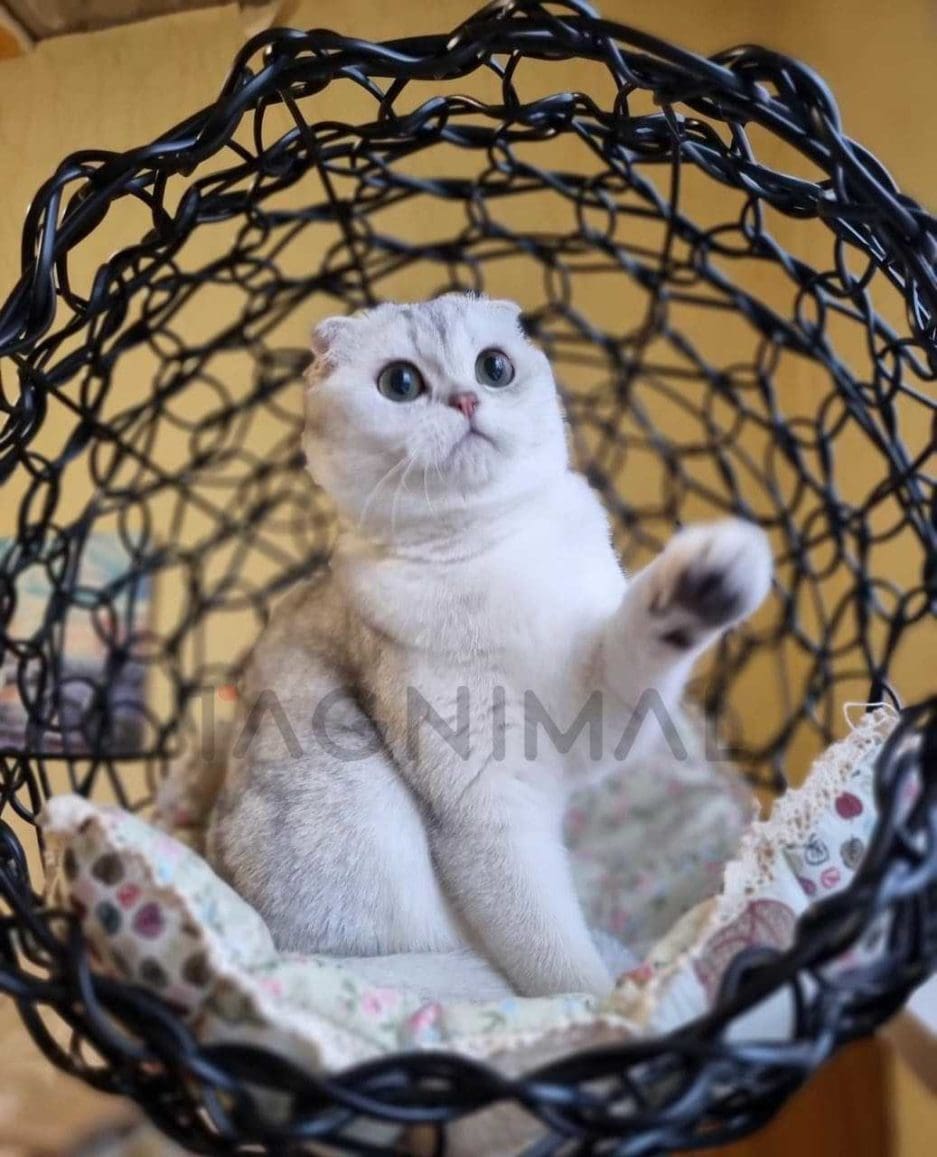 Scottish fold kitten for sale, cat for sale at Tagnimal