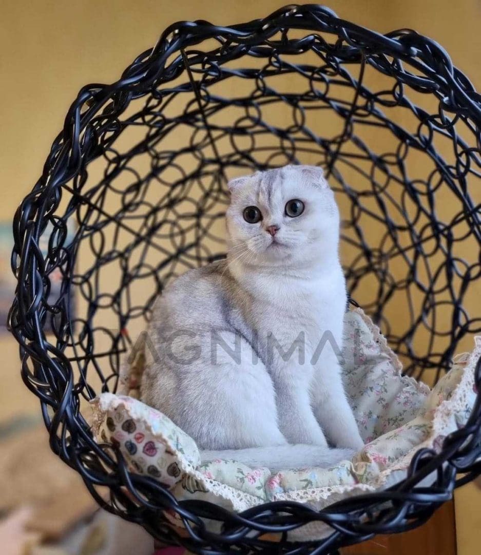 Scottish fold kitten for sale, cat for sale at Tagnimal