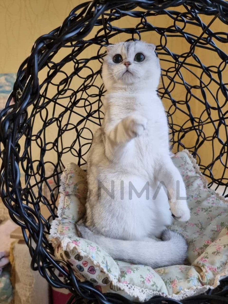 Scottish fold kitten for sale, cat for sale at Tagnimal