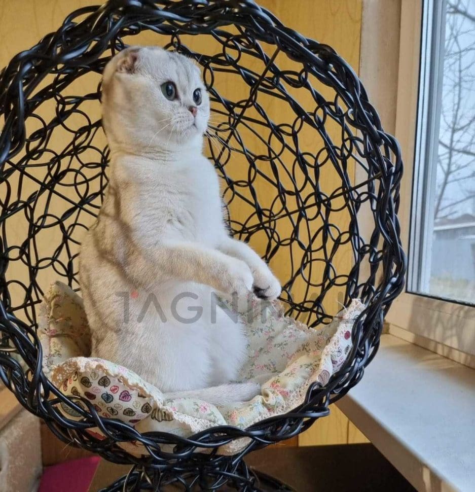 Scottish fold kitten for sale, cat for sale at Tagnimal