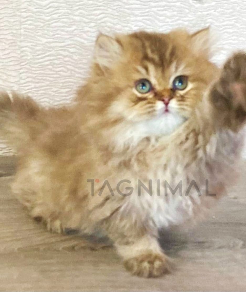 British longhair kitten for sale, cat for sale at Tagnimal