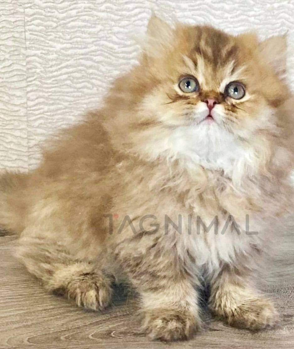 British longhair kitten for sale, cat for sale at Tagnimal