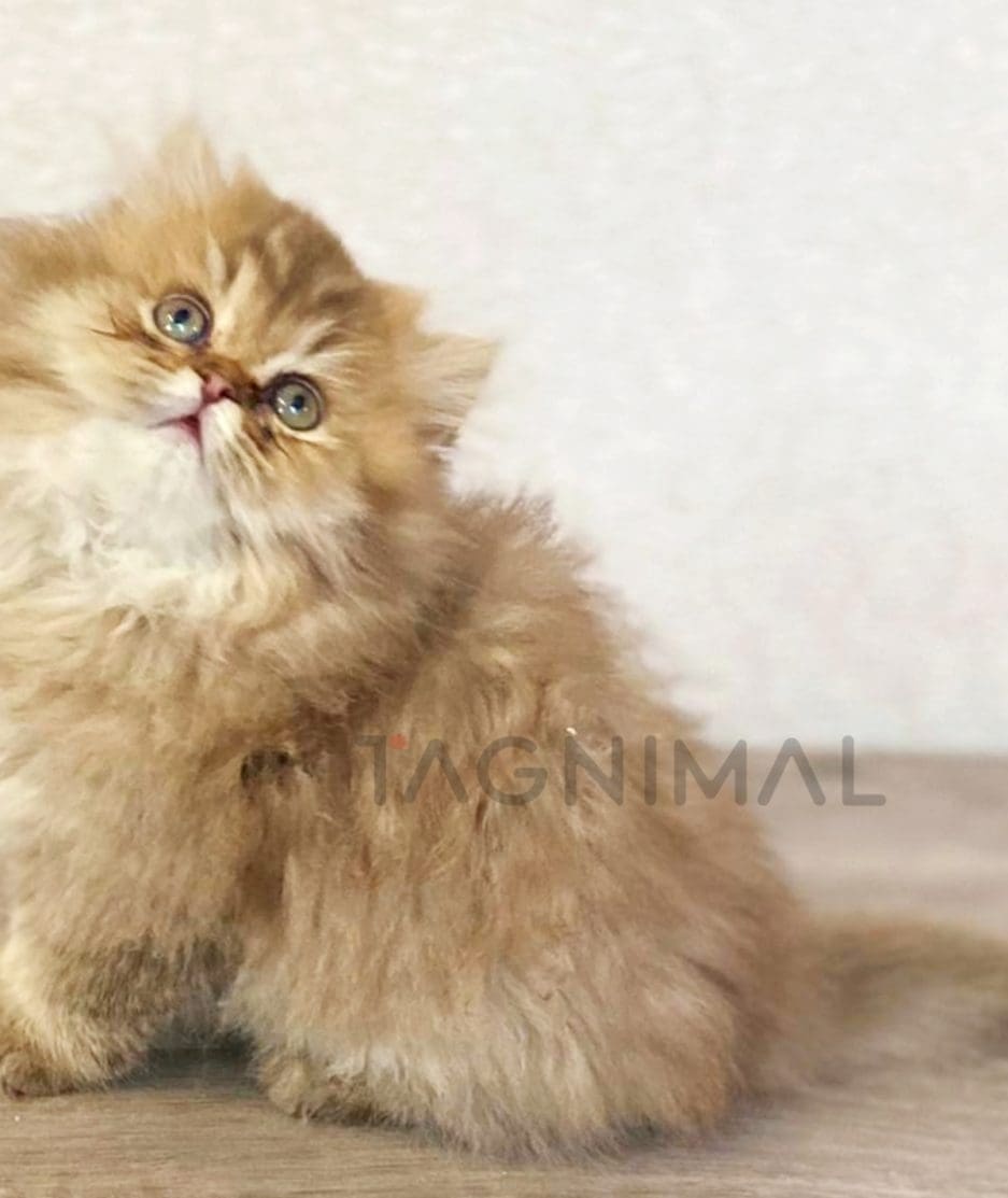 British longhair kitten for sale, cat for sale at Tagnimal