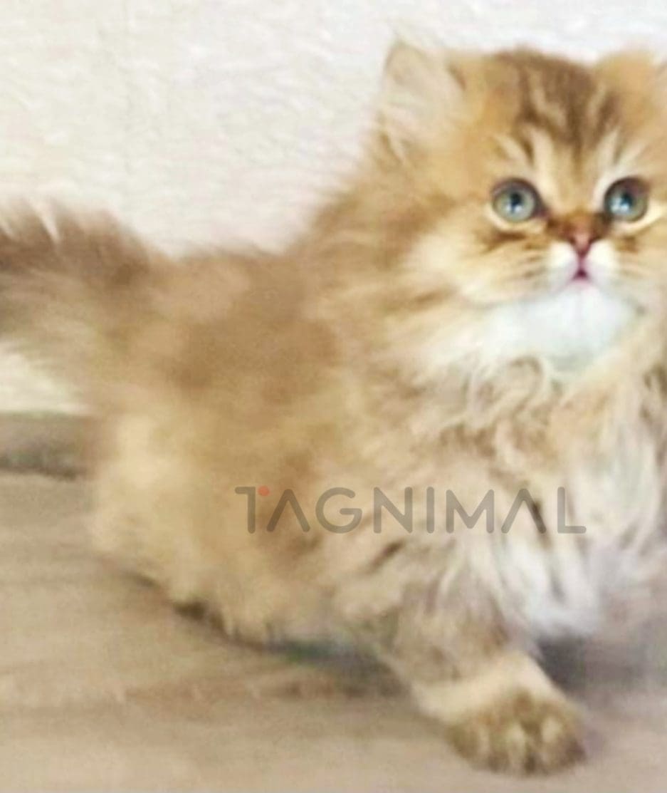 British longhair kitten for sale, cat for sale at Tagnimal