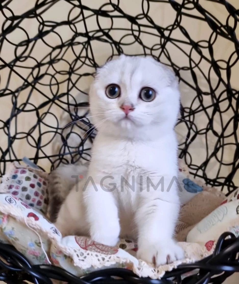 Scottish fold kitten for sale, cat for sale at Tagnimal