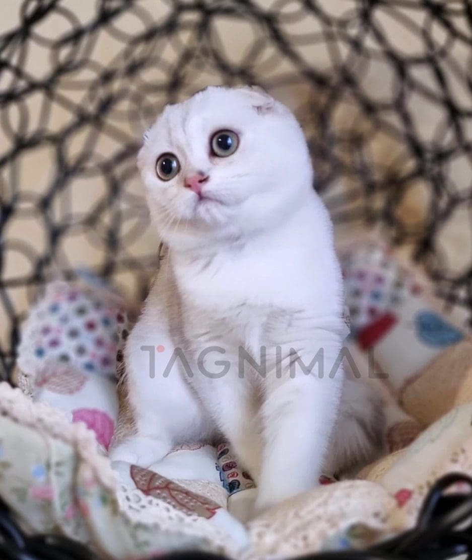 Scottish fold kitten for sale, cat for sale at Tagnimal