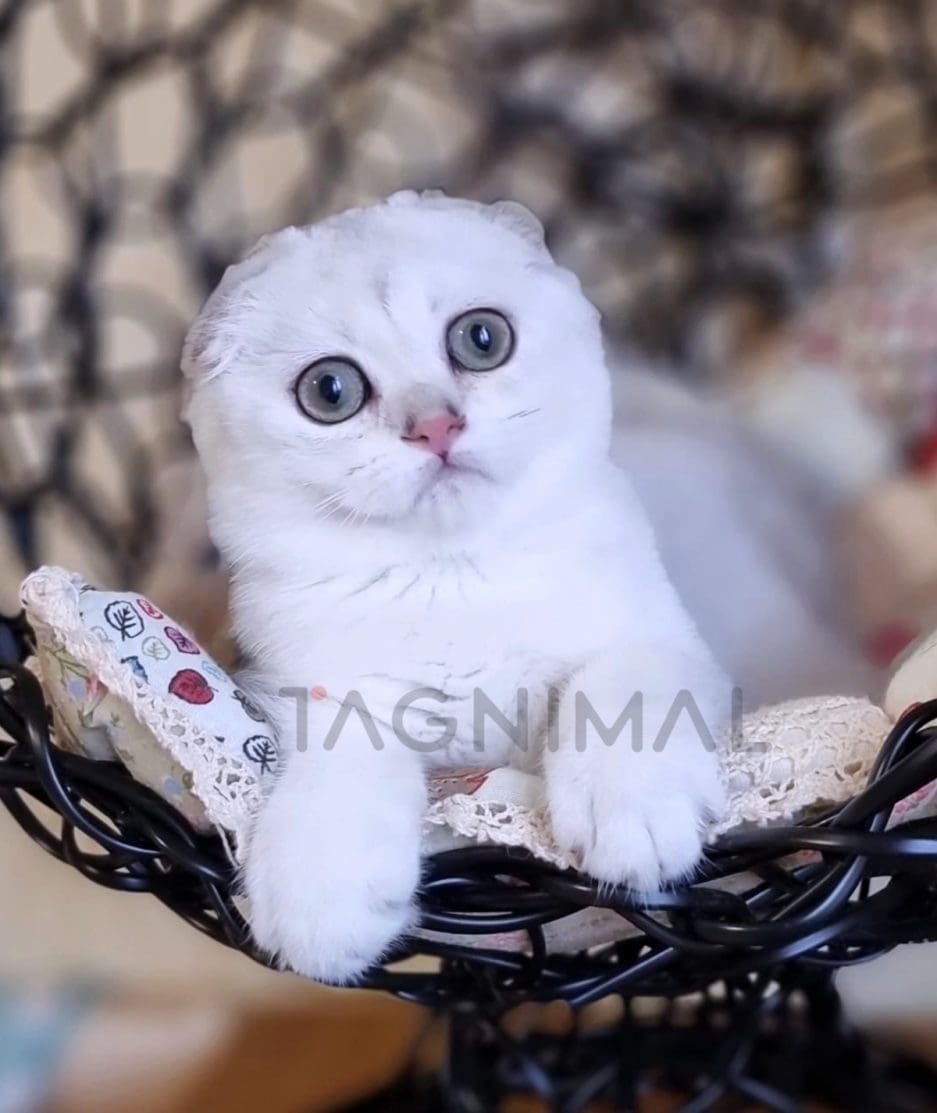 Scottish fold kitten for sale, cat for sale at Tagnimal