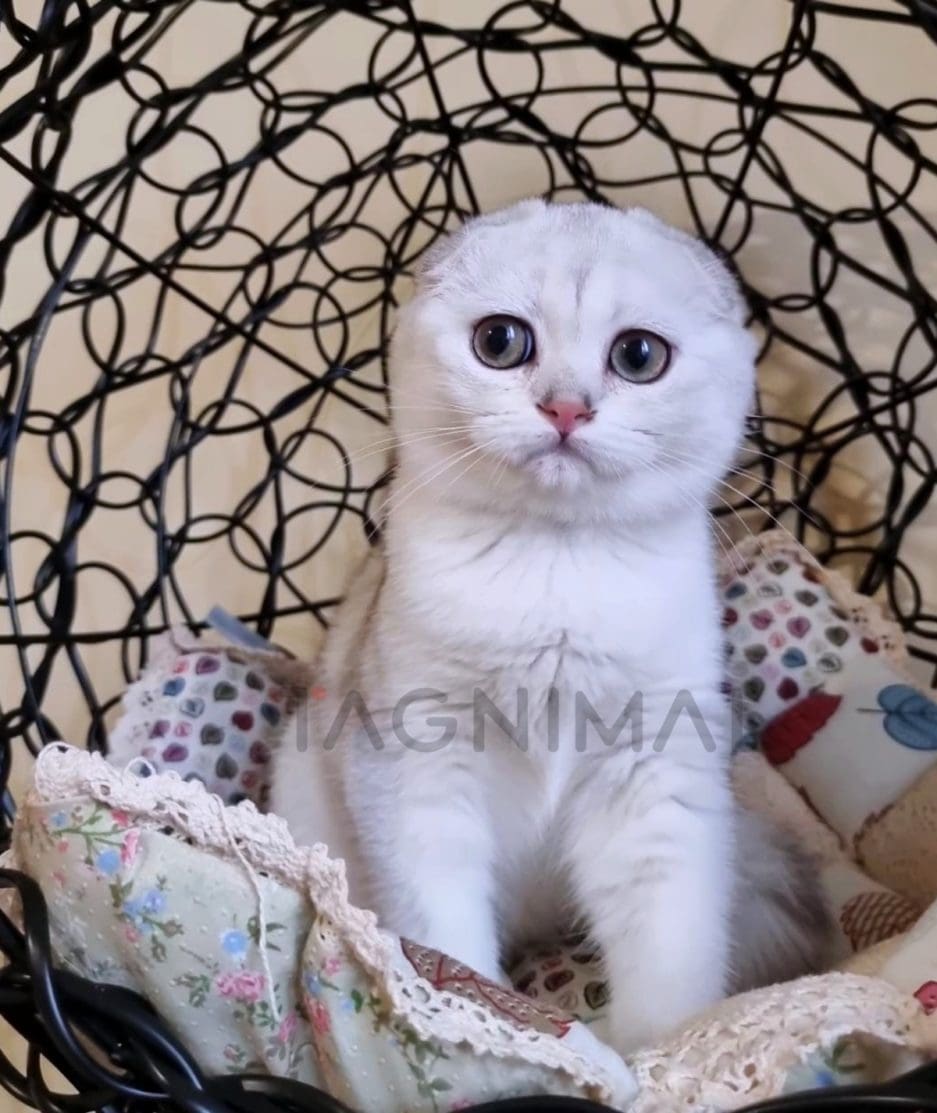 Scottish fold kitten for sale, cat for sale at Tagnimal