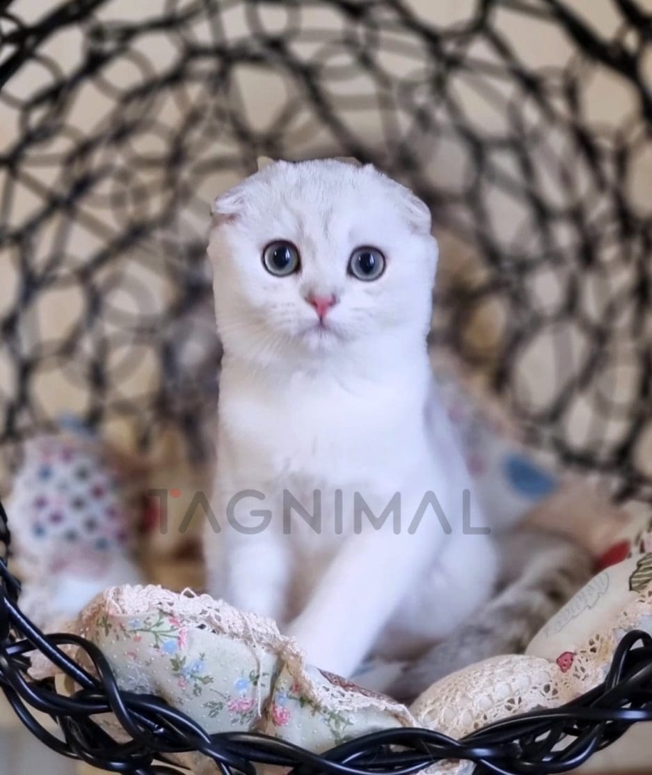 Scottish fold kitten for sale, cat for sale at Tagnimal