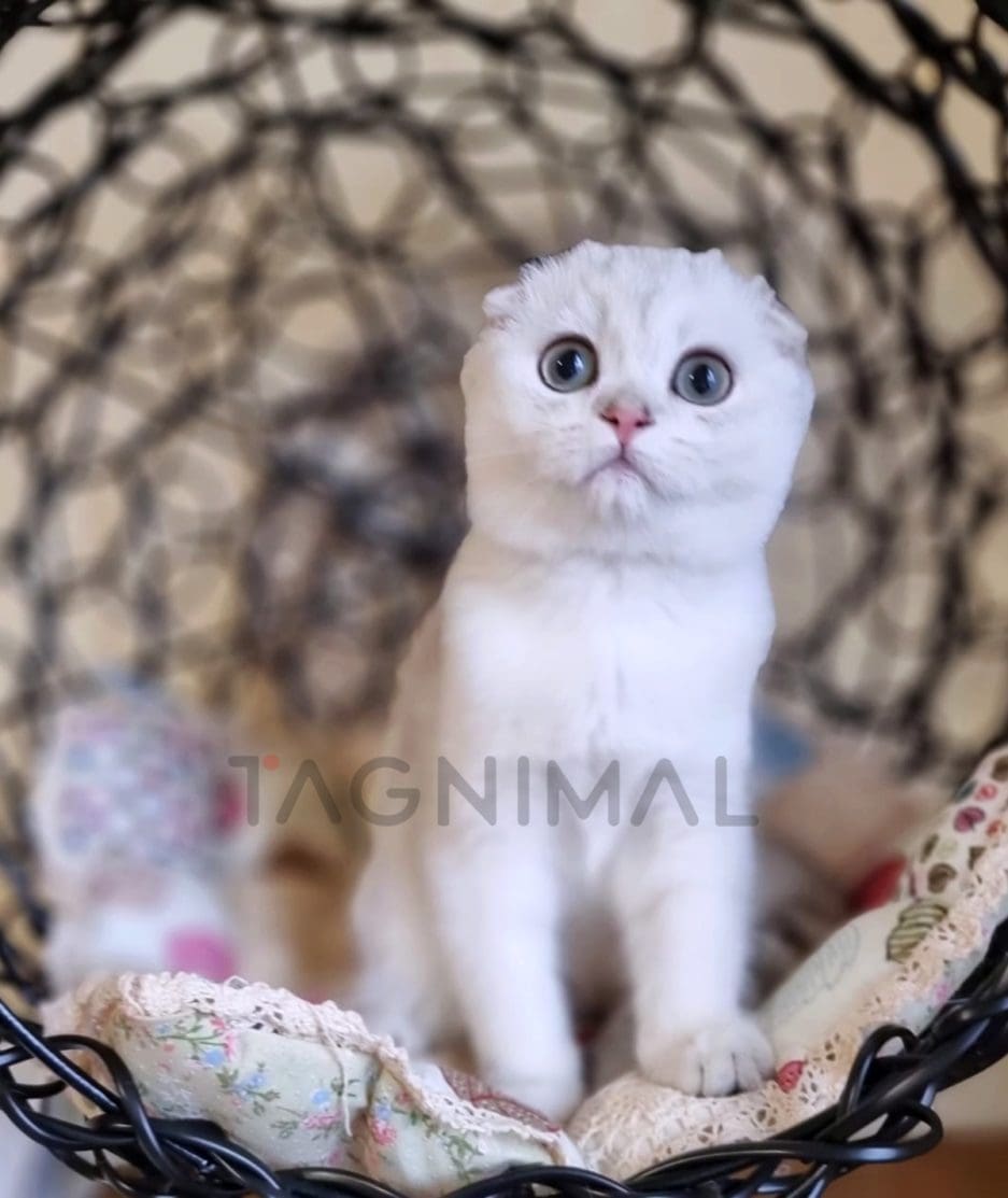 Scottish fold kitten for sale, cat for sale at Tagnimal