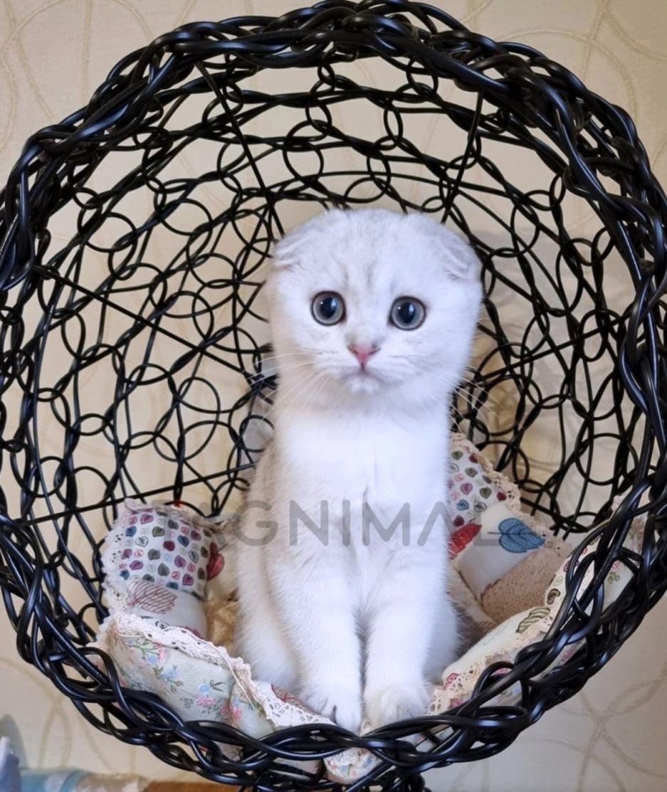 Scottish fold kitten for sale, cat for sale at Tagnimal