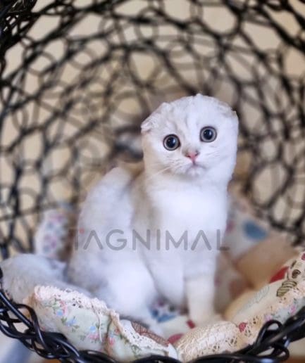 Scottish fold kitten for sale, cat for sale at Tagnimal