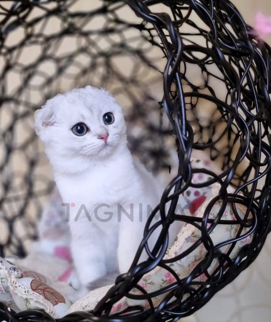 Scottish fold kitten for sale, cat for sale at Tagnimal