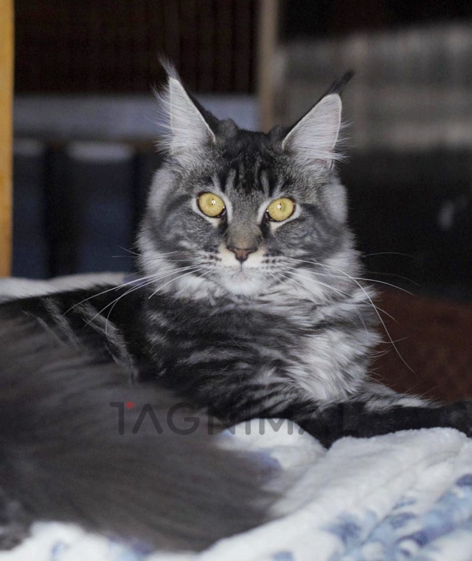 Maine coon kitten for sale, cat for sale at Tagnimal