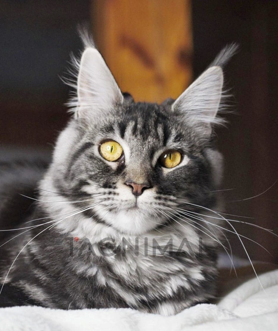 Maine coon kitten for sale, cat for sale at Tagnimal