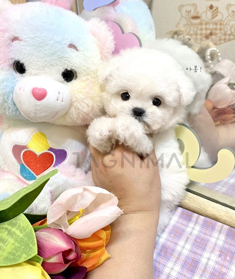 Bichon puppy for sale, dog for sale at Tagnimal 