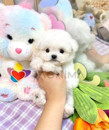 Bichon puppy for sale, dog for sale at Tagnimal 