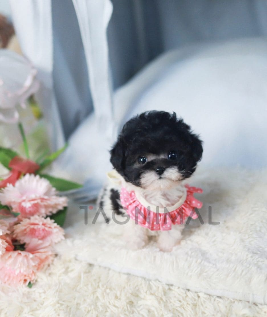 Poodle puppy for sale, dog for sale at Tagnimal 