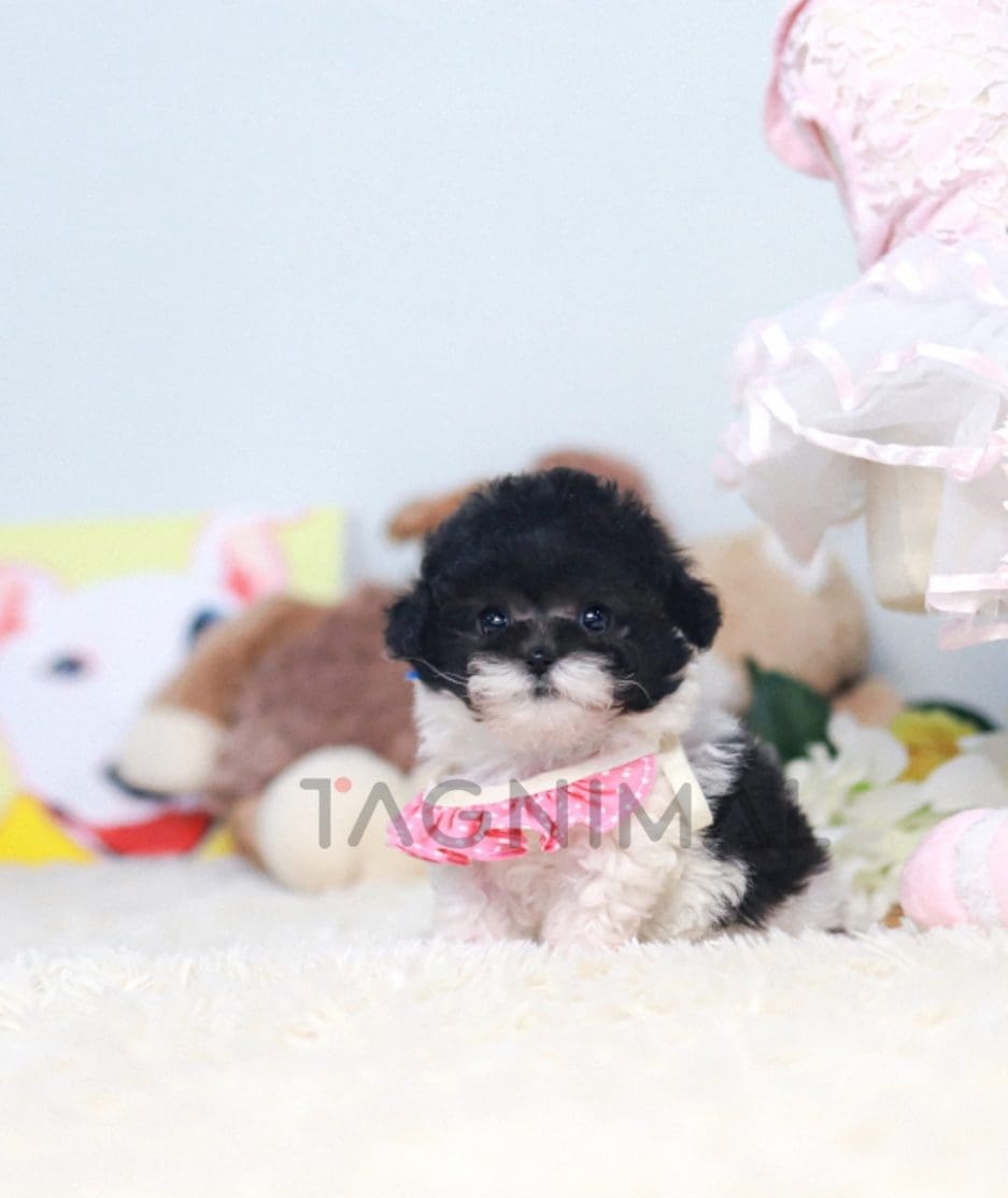 Poodle puppy for sale, dog for sale at Tagnimal 