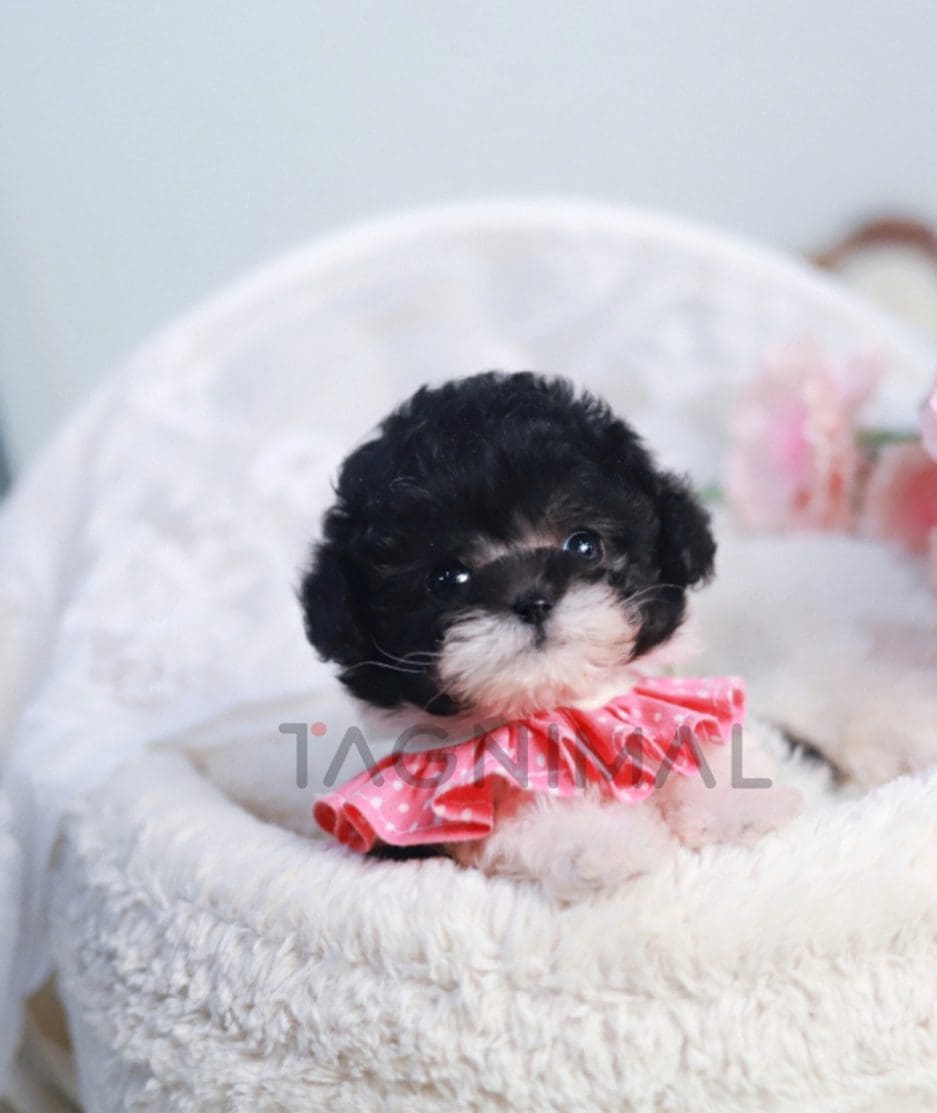 Poodle puppy for sale, dog for sale at Tagnimal 