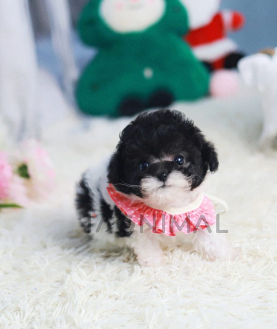 Poodle puppy for sale, dog for sale at Tagnimal 