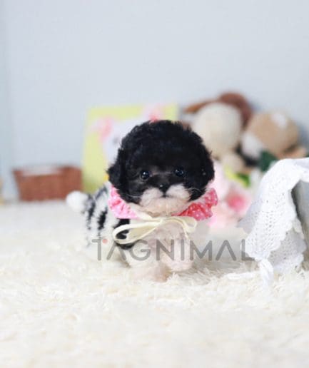 Poodle puppy for sale, dog for sale at Tagnimal 