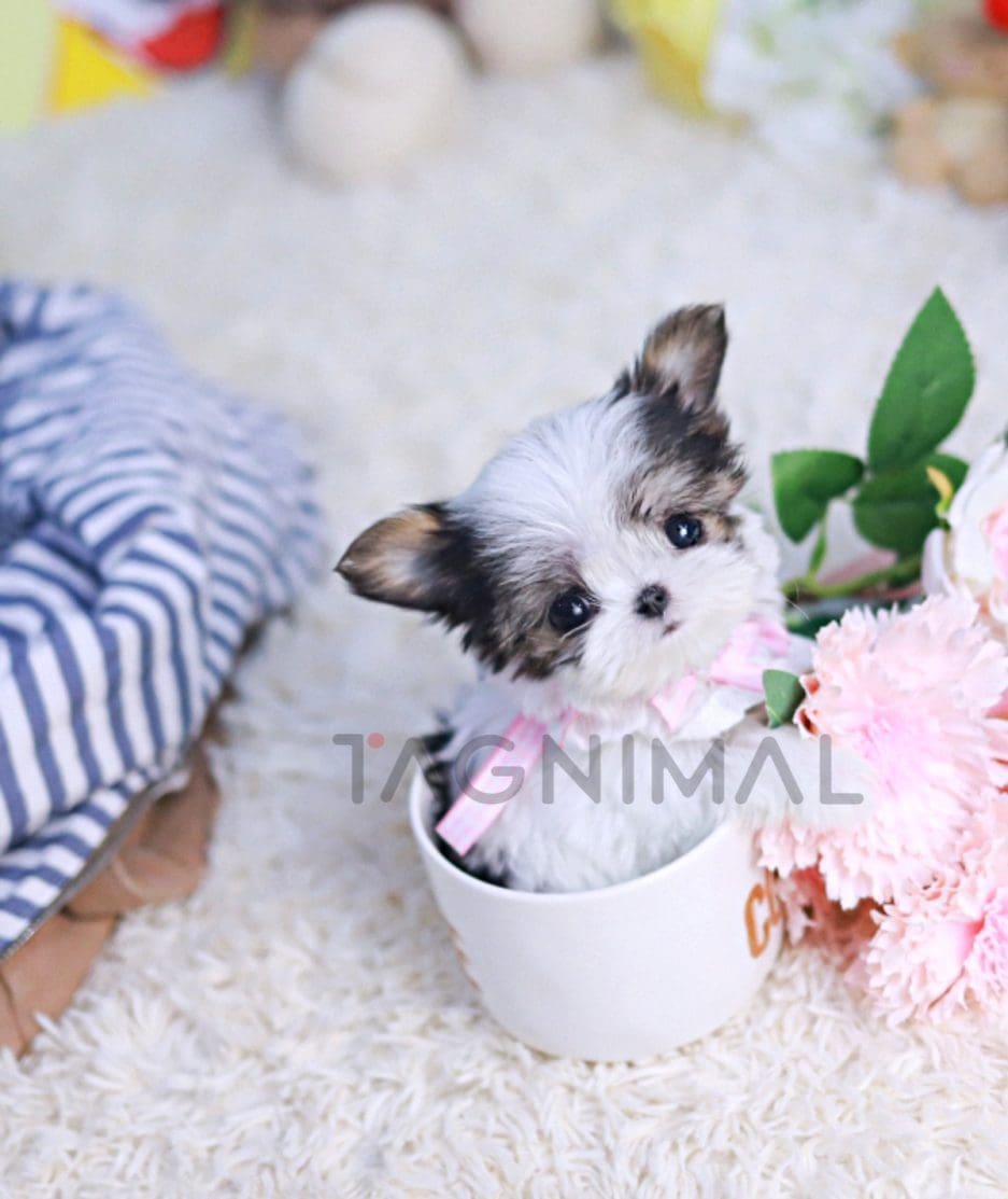 Malchi puppy for sale, dog for sale at Tagnimal 