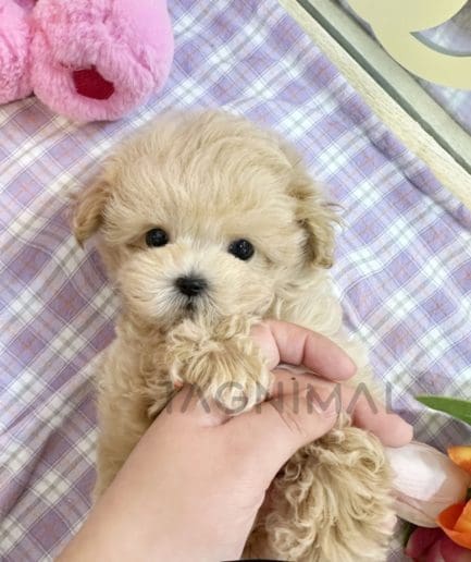 Maltipoo puppy for sale, dog for sale at Tagnimal 