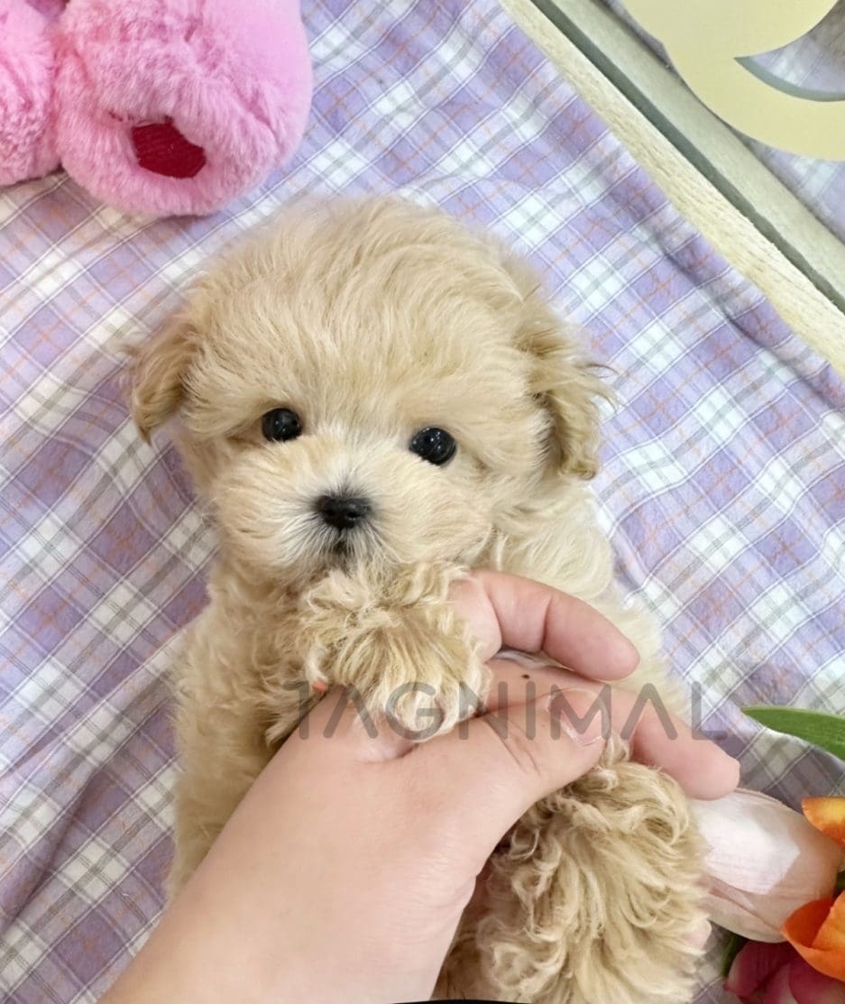 Maltipoo puppy for sale, dog for sale at Tagnimal 