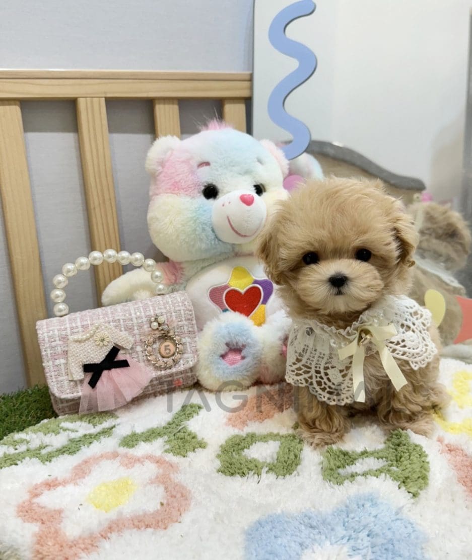 Maltipoo puppy for sale, dog for sale at Tagnimal 